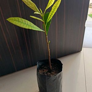 Kaju Plant (cashewnut)