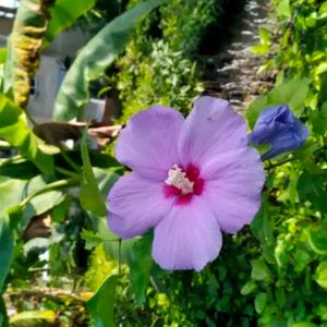 Hibiscus Rosa-sinensis Chinese Hibciscus