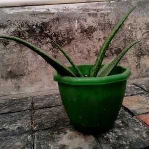 Aloe Vera Plants