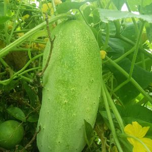 Pahadi Big Cucumber Seed