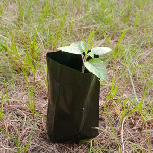 Tulsi Plant