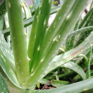 Aloevera