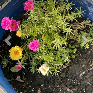 Portulaca Flower Seeds Pack Of 1 Packet