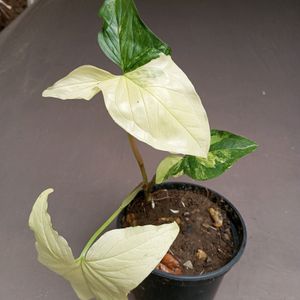 SYNGONIUM ALBO