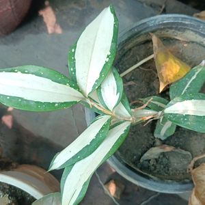 Dracena Milky Way