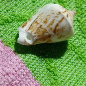 Small Sea Shell (Four)