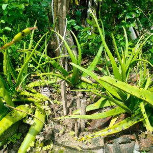 Natural Aloe vera Leaves (Not Plant)