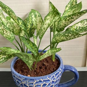 Snow White Aglaonema Plant (1)