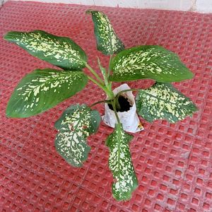 Evergreen Money &.Dieffenbachia Seguine Plant &Pot