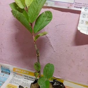 Hybrid Pink Guava Plant