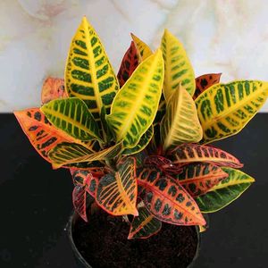 Lipstic Croton With Pot