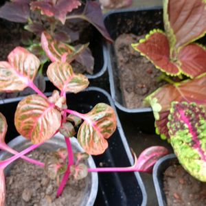 Coleus Cutting