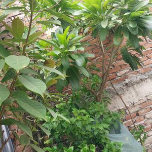 Plumeria Plants cutting And Hibiscus Cuttin