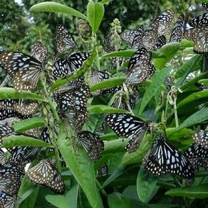 Butterfly Attracting Plant Seed