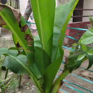 Banana Plant