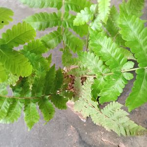 Fern Plant