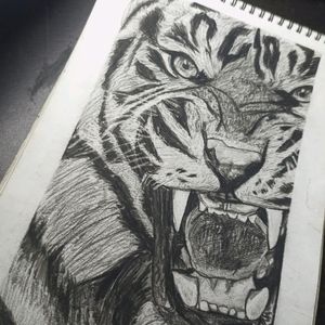 Charcoal Tiger Sketch