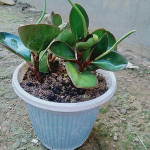 Peperomia Plant