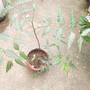 Neem Plant With Healthy Root