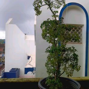 Aralia Bonsai Plant Well Rooted