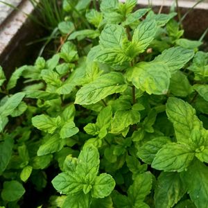 Pudina/ Mint Plant