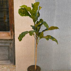 Gold Dust Croton With 10 Inch Plastic Pot