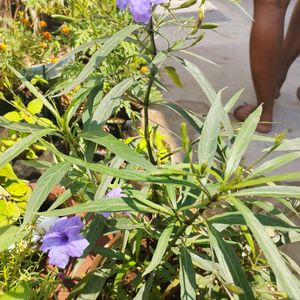 Purple 💜 Ruellia Tuberosa Plant Saplings