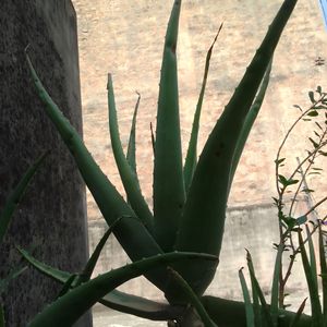 Aloevera Plant With Pot