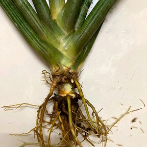 Sansevieria Cylindrica (25")