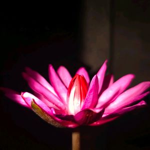 Pink Night Bloomer Water Lilly Plant