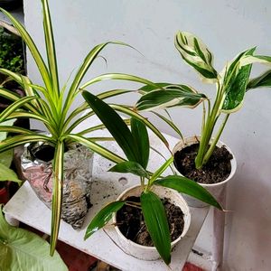 Pack 3 Dracaena Red Ruby & Pandanus veitchii & Nev