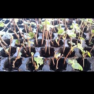 Black Angoor Plant Cutting((Seed Less))