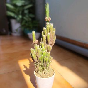 Live Fairy Castle Cactus Plant