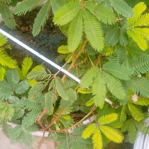 Natural Mimosa pudica ,छूईमुई पौदा Touch Me Not