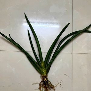 Sansevieria Cylindrica (25")