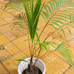 Areca Palm