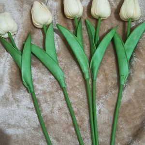 Tulip Flower Ivory Color