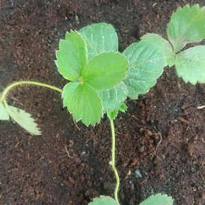 Strawberry Plant Live