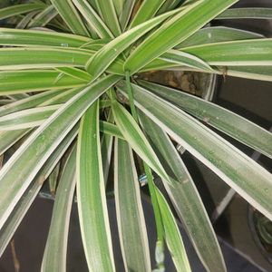 Spider Plant