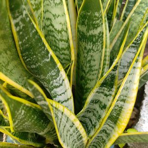 Snake Plant For Indoor, Outdoor,Balkony And More