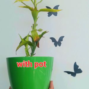 Live Lucky Bamboo Plant With Pot