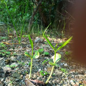 Yellow Karabi Baby Plant