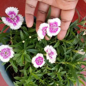 Sweet William