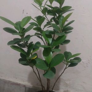 Green/Panda Ficus