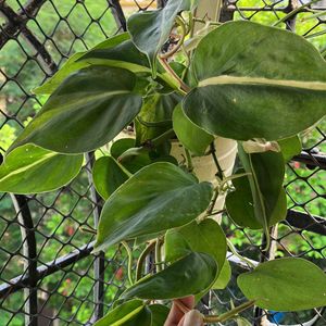 Pothos Plant