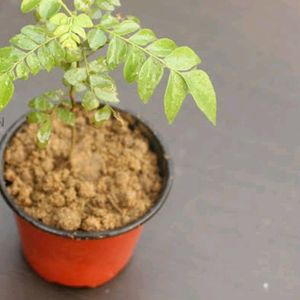 Kari Patta Mini Plant