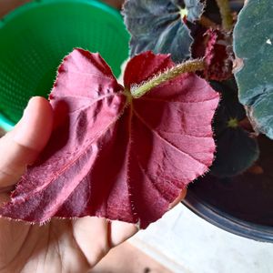 Begonia Plant Pot