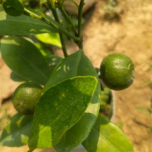Lemon Plant With Healthy Root