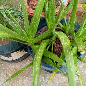 Medicinal Ayurvedic Aloe Vera Plant