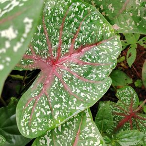 Bicolor Caladium